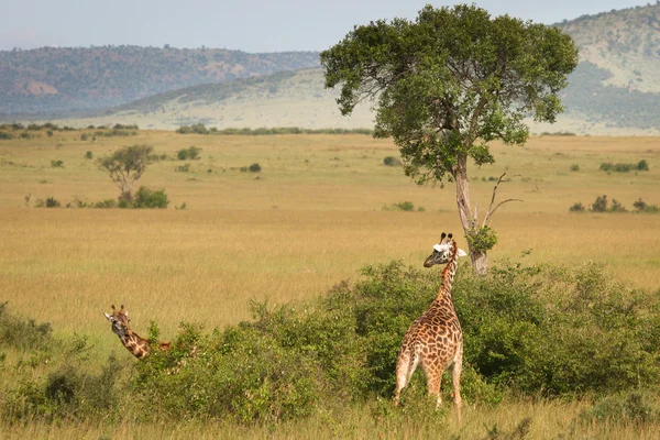 Giraffa in piedi nel cespuglio, Masai Mara, Kenya — Foto Stock