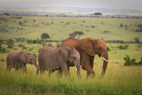 Família de elefantes que cruza prados, Masai Mara, Quênia — Fotografia de Stock
