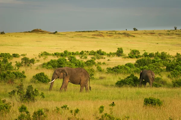 Elefantes na savana, Masai Mara, Quênia — Fotografia de Stock