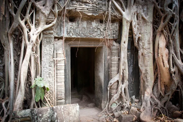 Entrada a la ruina del templo cubierto por la raíz del árbol, Angkor Wat, Camboya Fotos de stock libres de derechos