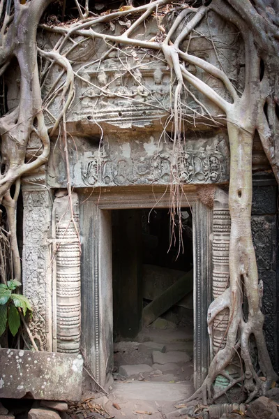Entrada a la ruina del templo cubierto por la raíz del árbol, Angkor Wat, Camboya Fotos de stock