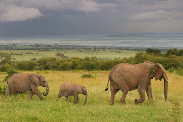 Família de elefantes caminhando pela savana, Masai Mara, Quênia Imagens De Bancos De Imagens
