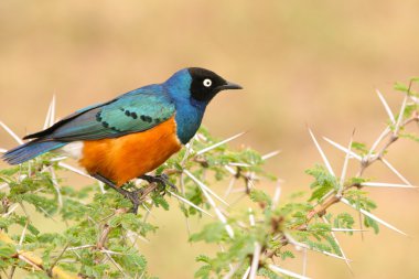 renkli süper starling ahşap, samburu, kenya