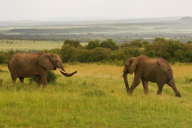 savannah, masai mara, kenya filler