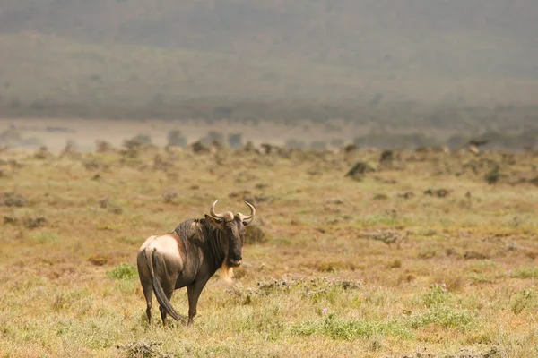 Antelope gnu in zonnige dag in savannah, masai mara, Kenia — Stockfoto