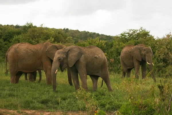 Elefanter på Kenyas savann, Masai Mara, — Stockfoto