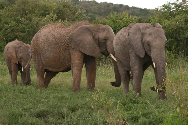 Elefanter familj korsning vall, Masai Mara i Kenya — Stockfoto