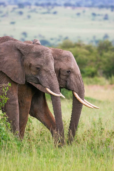 大象家庭穿过草地，马赛玛拉肯尼亚 — 图库照片