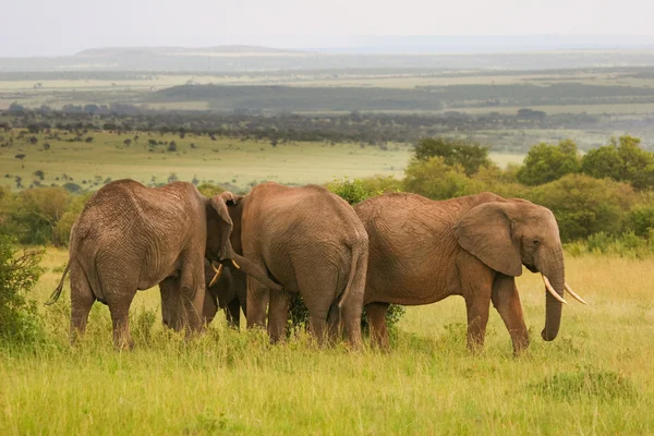 Elefantes na savana, Masai Mara, Quênia — Fotografia de Stock