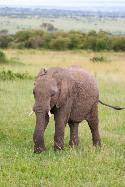 Elefante na grama, Masai Mara, Quênia — Fotografia de Stock