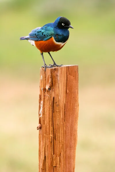 Colorful Superb Starling on the wood, Samburu, Kenya — Stock Photo, Image