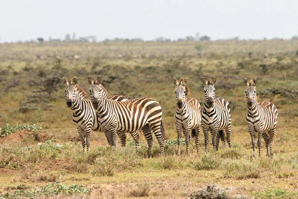 Ζέβρες στο Μασάι Μάρα εθνικό αποθεματικό της Κένυας — Φωτογραφία Αρχείου