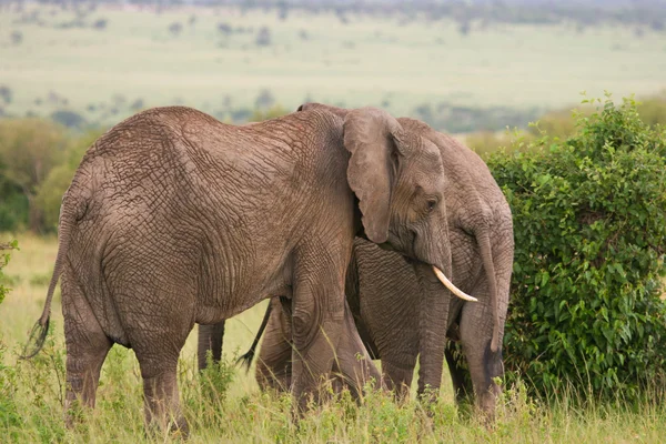 在萨凡纳，马赛马拉，肯尼亚大象 — 图库照片