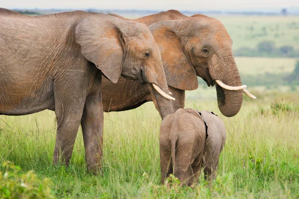 Elefantes na grama, Masai Mara, Quênia — Fotografia de Stock