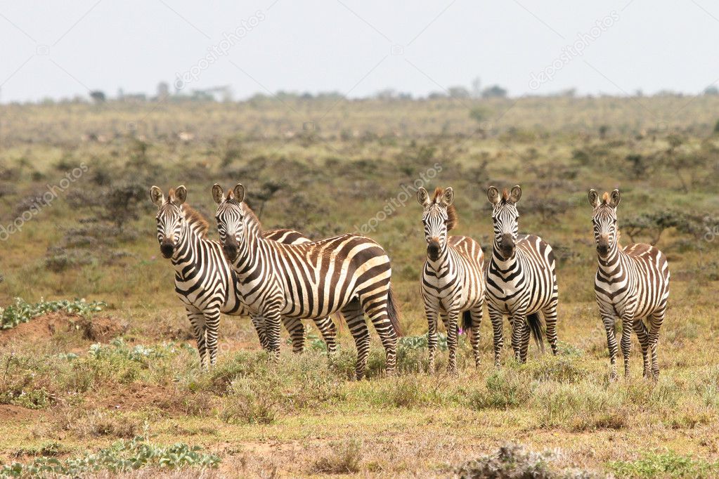 Zebras in Masai Mara National Reserve, Kenya