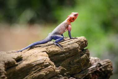 renkli agama, masai mara, kenya