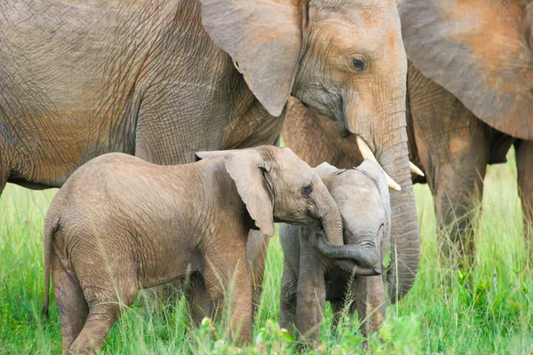 2 재생, 마 사이 마라, 케냐는 코끼리 아기 — 스톡 사진