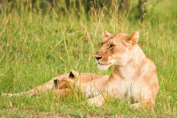 Лев в траве, Масаи Мара, Кения — стоковое фото