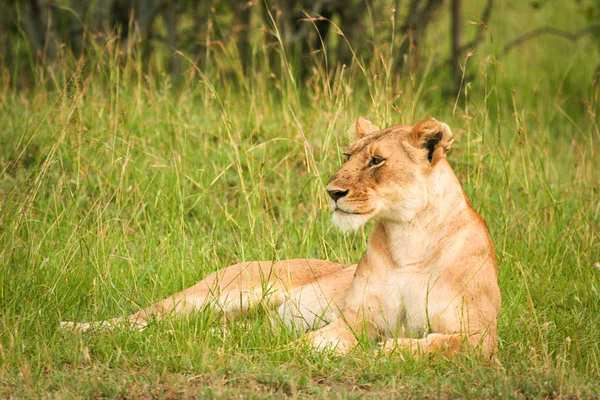 Лев в траве, Масаи Мара, Кения — стоковое фото
