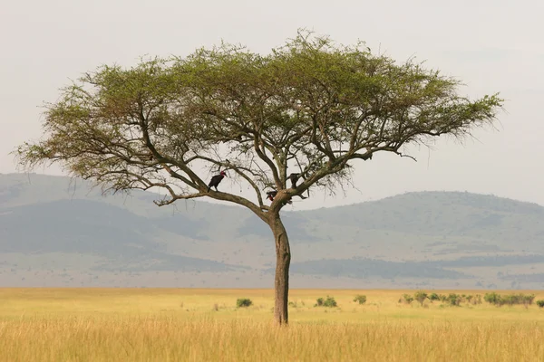 Árvore de acácia solitária na savana, Masai Mara, Quênia — Fotografia de Stock