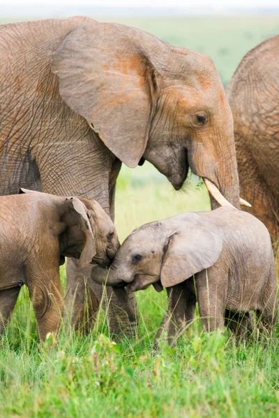 Twee baby olifanten spelen in het gras, masai mara, Kenia — Stockfoto