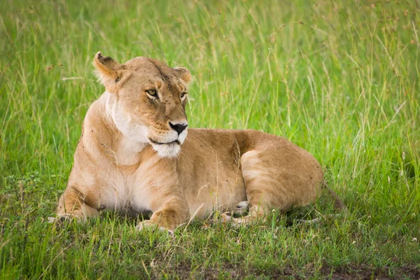 Leão na grama, Masai Mara, Quênia — Fotografia de Stock