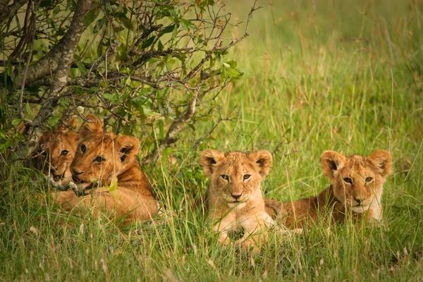 Bonitos filhotes leões descansando na grama, Masai Mara, Quênia — Fotografia de Stock