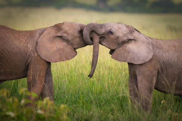 Влюбленные слоны, Масаи Мара, Кения — стоковое фото