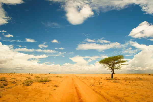 Samotne drzewo na pustyni Obrazy Stockowe bez tantiem