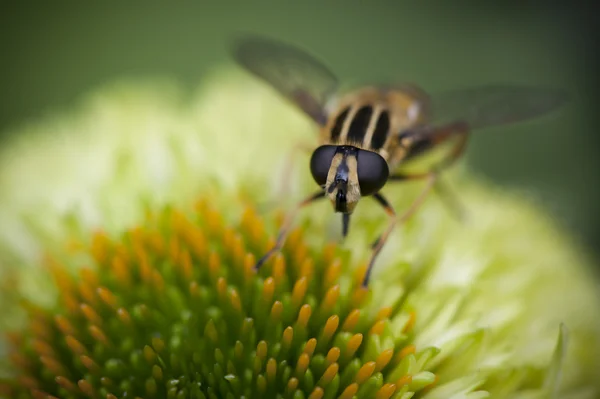 Wasp anında yeşil çiçek — Stok fotoğraf
