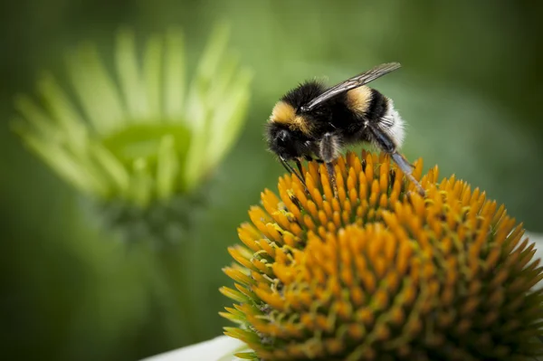 Bumblebee em uma flor de laranja Fotos De Bancos De Imagens