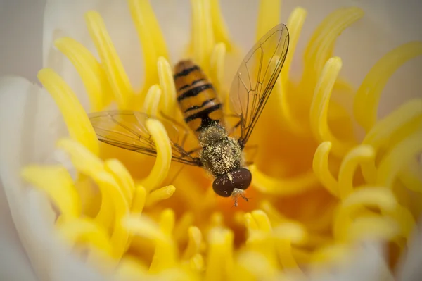 黄蜂在一朵黄色的花 免版税图库照片