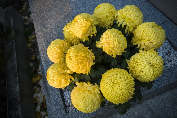 Gele bloemen op graf Rechtenvrije Stockfoto's