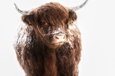 Scottish highland cow in snow clipart