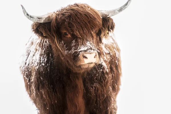 Schotse highland cow in sneeuw Stockfoto