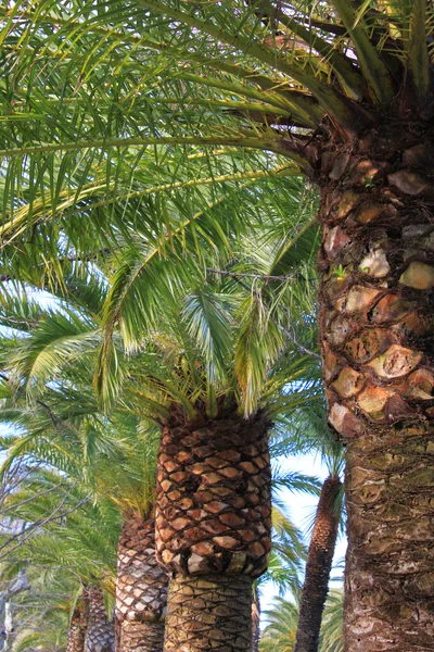 stock image Palm trees