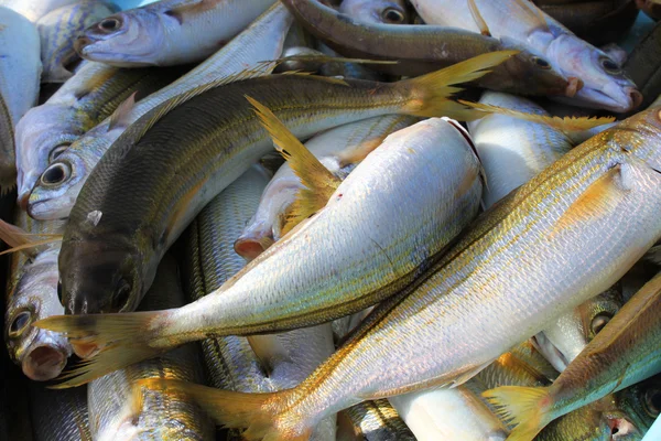 stock image Lot of fishes