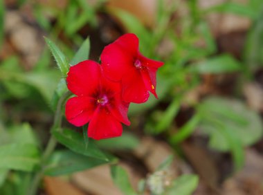 Drummond Phlox