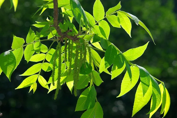 stock image Pecan Tree Tassels