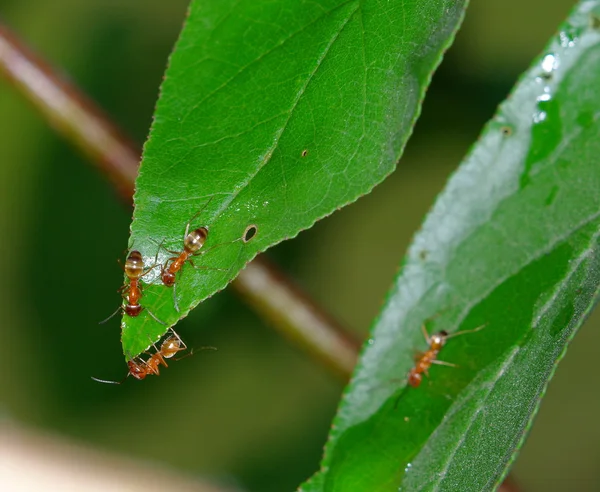 Ants on Leaf Stock Image