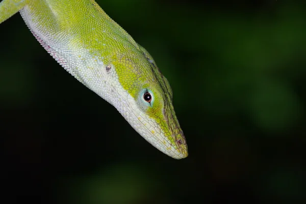 anole kertenkele headshot