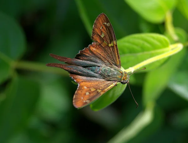 나비 (긴 꼬리 선장) — 스톡 사진