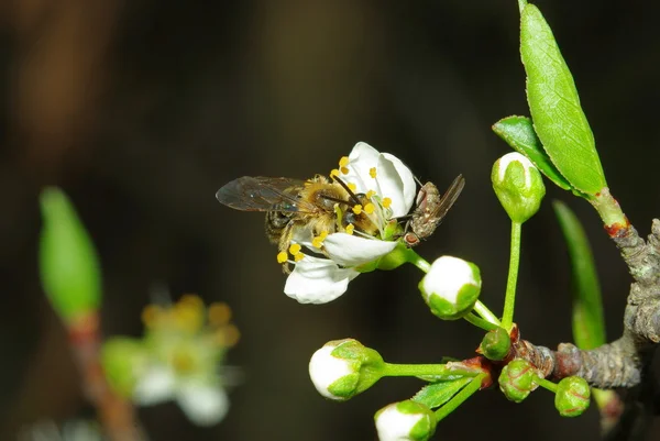 Пчела и муха на цветке — стоковое фото