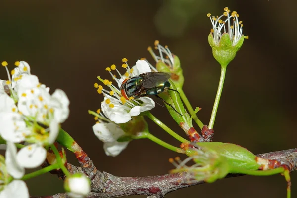 Erik çiçeği üzerinde meyve sineği — Stok fotoğraf