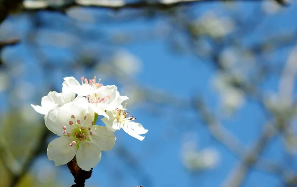 PEAR tree bloemen — Stockfoto