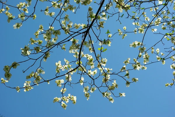 Kızılcık ağacı çiçek — Stok fotoğraf