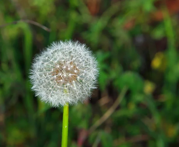 karahindiba tohum kafa