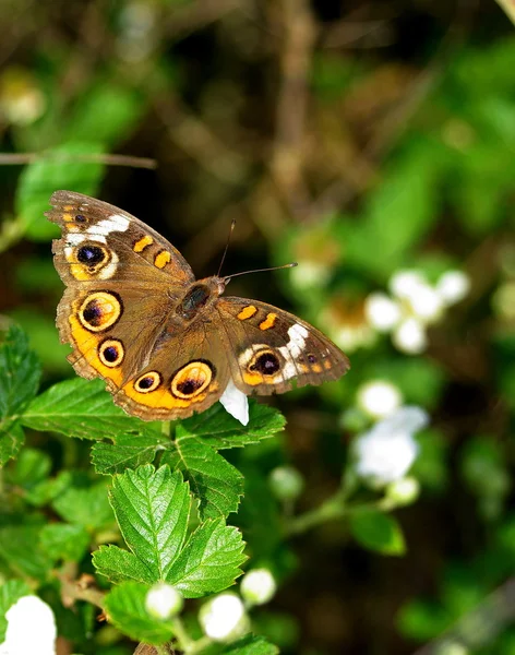 stock image Butterfly ( brushfoot, common buckeye)