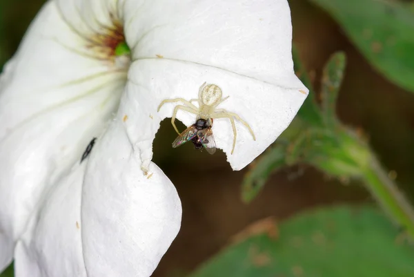 Yengeç örümcek ile bir sinek