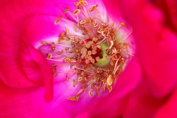 Inside a Rose — Stock Photo, Image